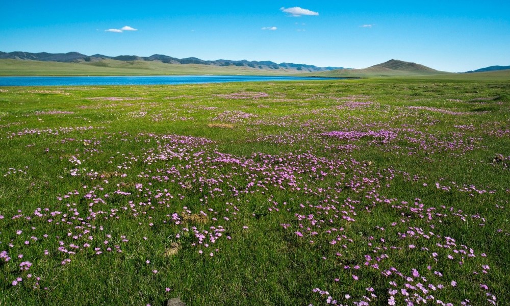 モンゴル　草原